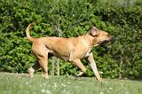 BOERBULL 075